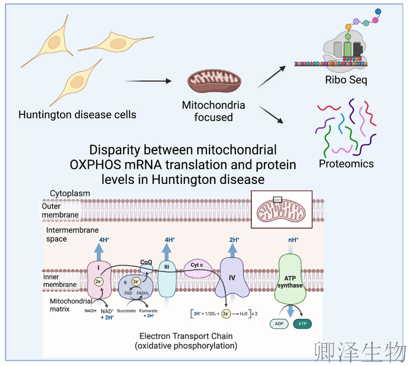【线粒体翻译】 线粒体翻译大塞车!亨廷顿病新型致病机制破解