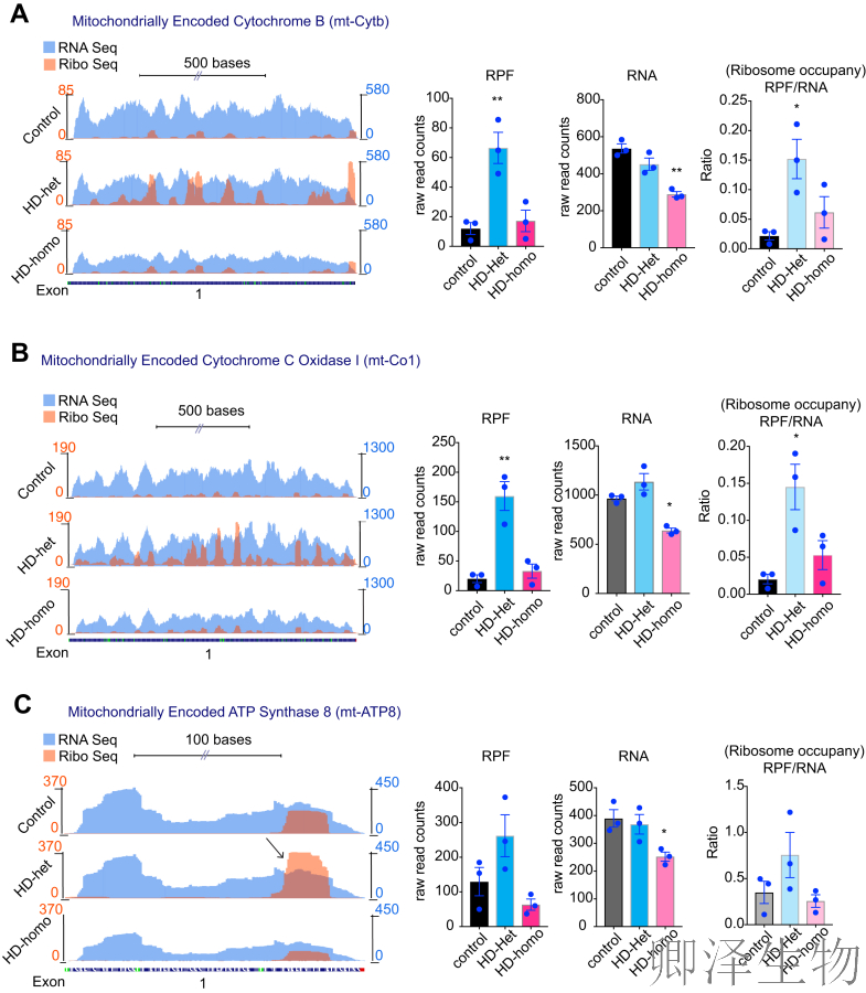 【线粒体翻译】  线粒体翻译大塞车！亨廷顿病新型致病机制破解