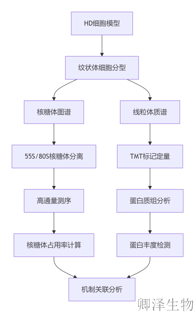 【线粒体翻译】  线粒体翻译大塞车！亨廷顿病新型致病机制破解