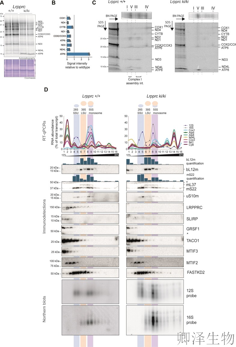 【线粒体翻译】 | 线粒体翻译的“守护者”：LRPPRC与SLIRP如何协同维持生命能量工厂的秩序