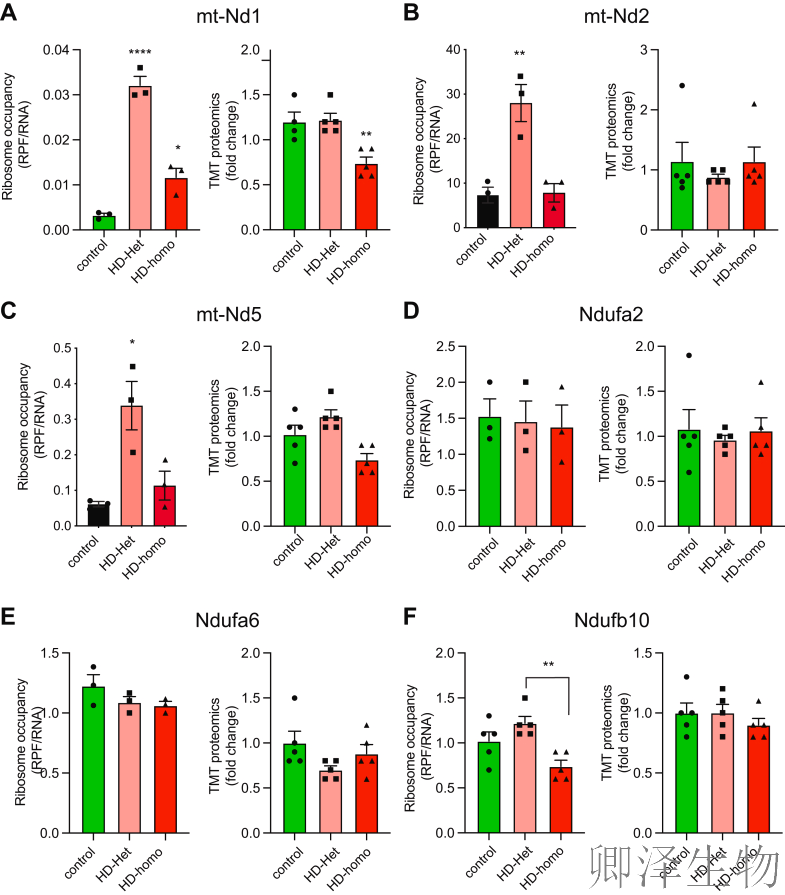 【线粒体翻译】  线粒体翻译大塞车！亨廷顿病新型致病机制破解