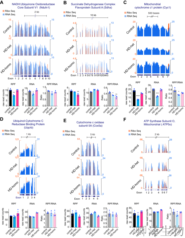 【线粒体翻译】  线粒体翻译大塞车！亨廷顿病新型致病机制破解