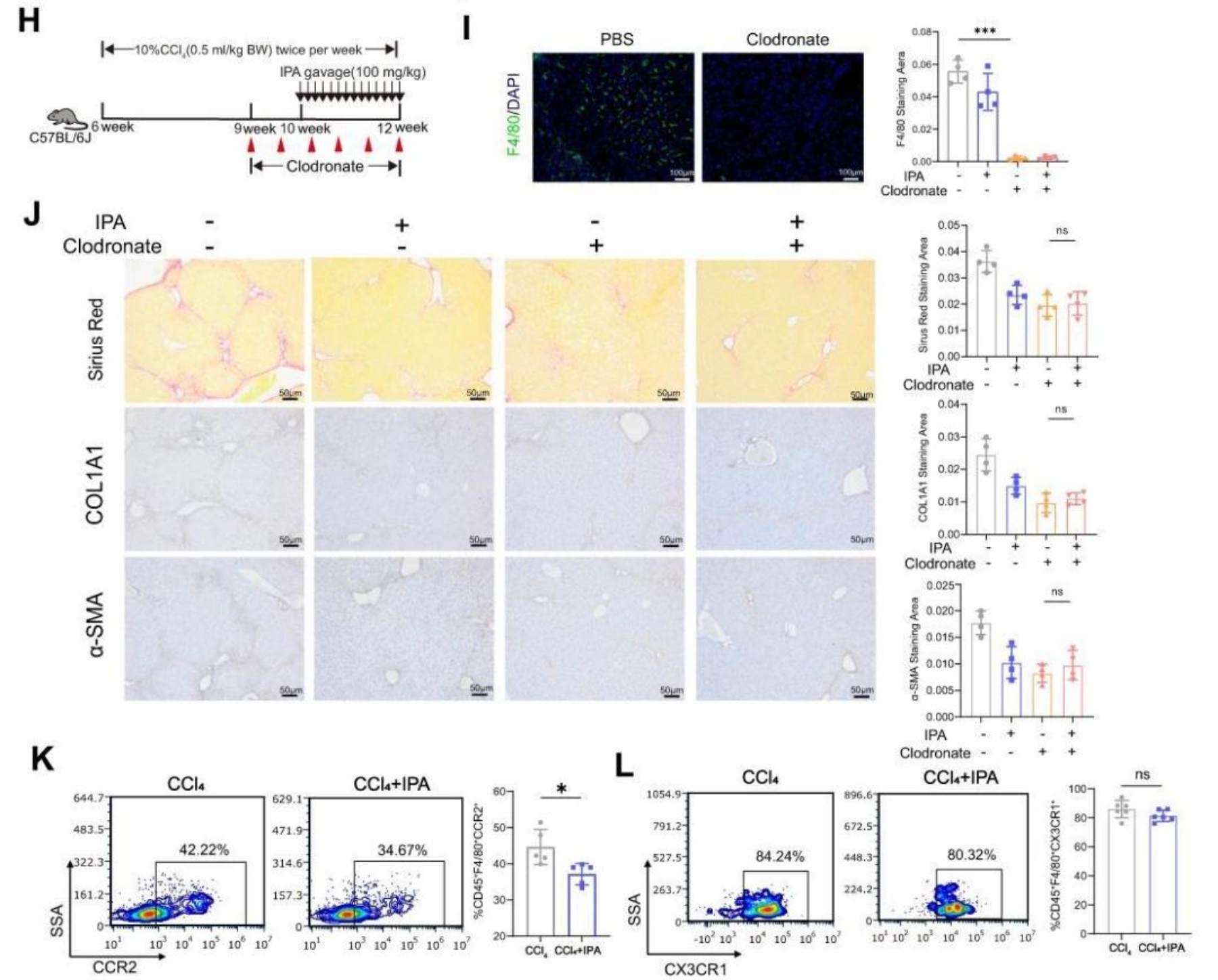 CMI | 肠道菌群代谢物IPA或成为肝硬化新候选药物