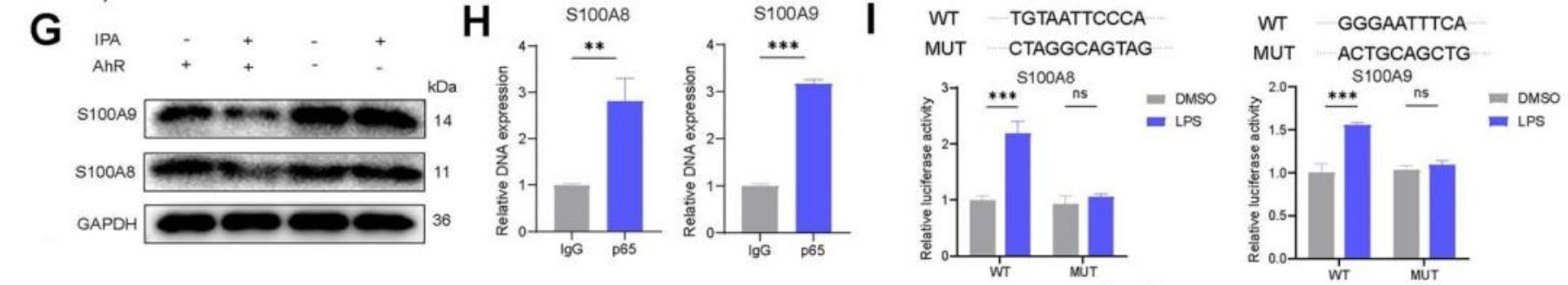 CMI | 肠道菌群代谢物IPA或成为肝硬化新候选药物
