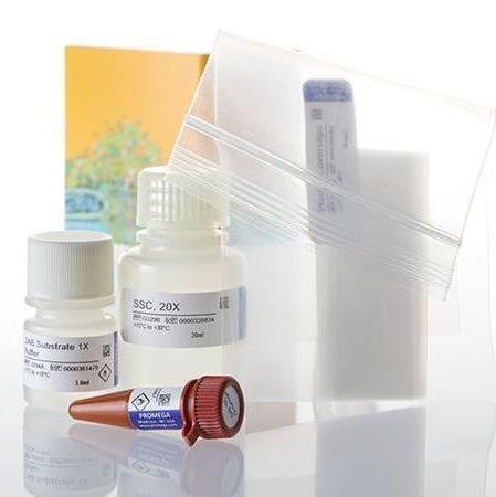 DeadEnd™ TUNEL比色法检测系统