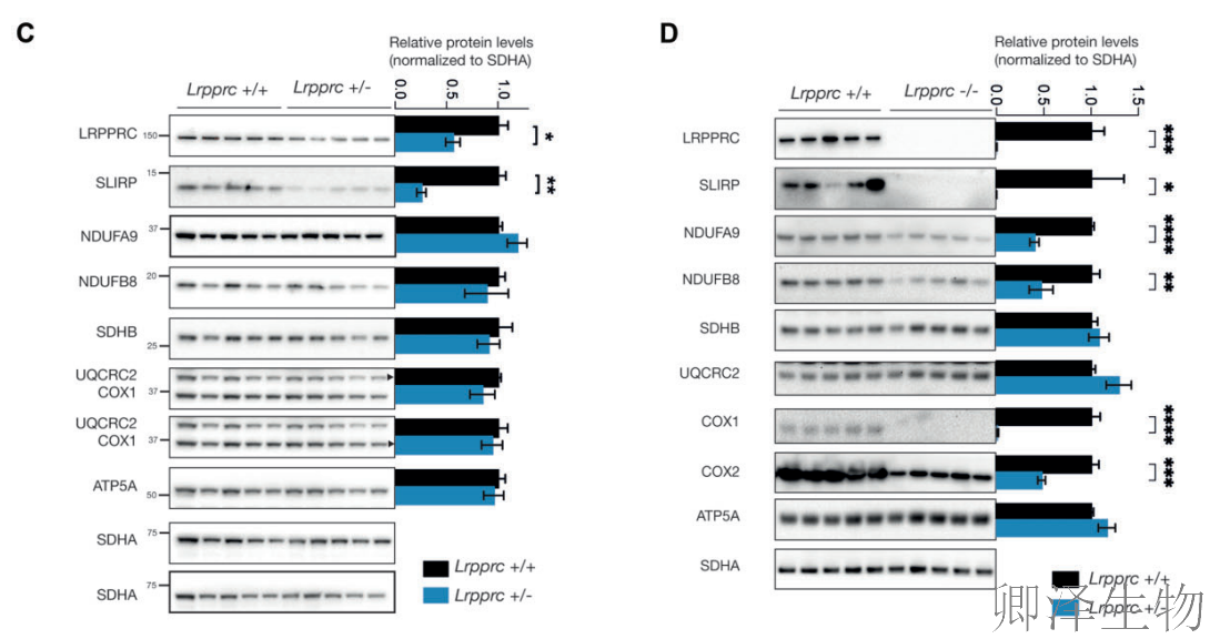 【线粒体翻译】 | 线粒体翻译的“守护者”：LRPPRC与SLIRP如何协同维持生命能量工厂的秩序