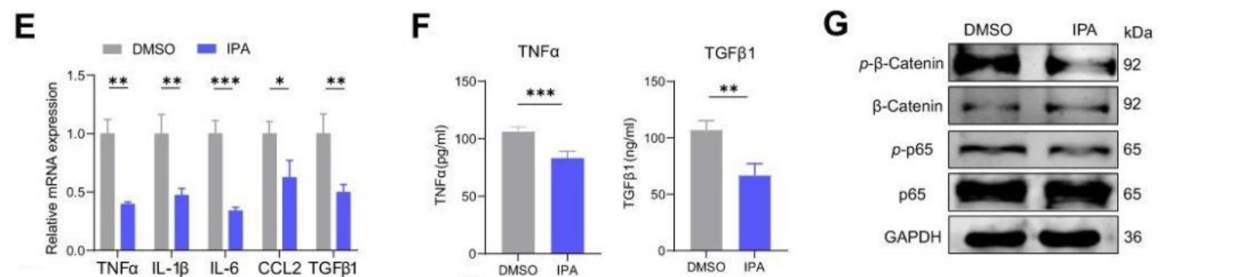 CMI | 肠道菌群代谢物IPA或成为肝硬化新候选药物