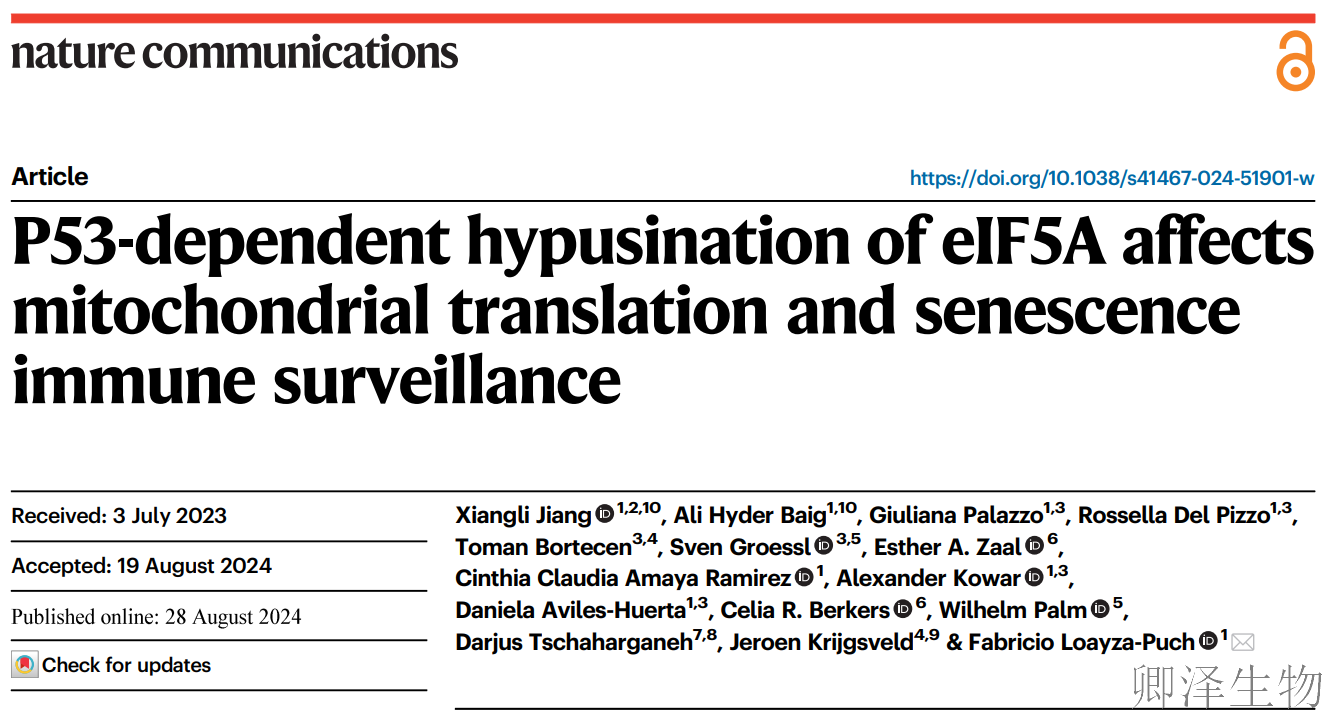 【线粒体翻译】 |eIF5A“超修饰”解密：p53如何通过线粒体翻译调控衰老细胞免疫监视
