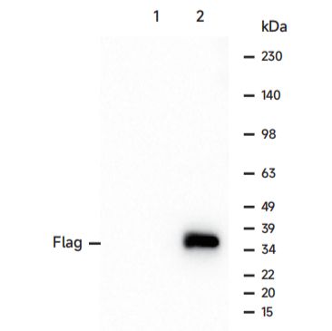 LF319 DYKDDDDK-Tag兔单克隆抗体(原FLAG Tag)