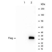 LF319 DYKDDDDK-Tag兔单克隆抗体