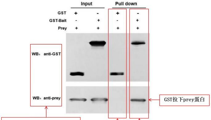 【实验技巧】GST pull-down实验优化秘籍：如何减少非特异结合，提高成功率？
