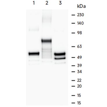 LF320 MBP-Tag鼠单克隆抗体