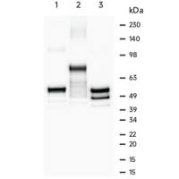 LF320 MBP-Tag鼠单克隆抗体