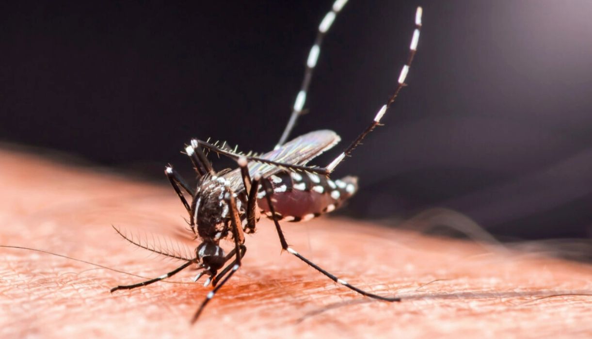 台风过后蚊媒风险骤增：寨卡病毒IgM抗体检测的性能验证