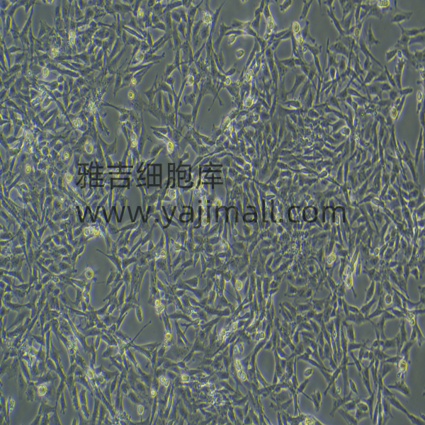 原代大鼠脐带血间充质干细胞培养条件