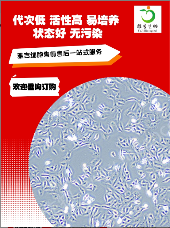 原代人Naive T cell细胞技术资料