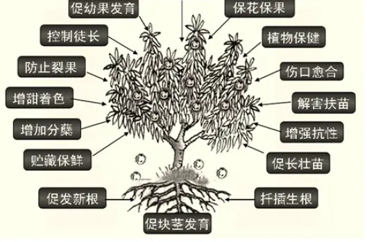 植物生长调节剂：农业生产的化学调控革命