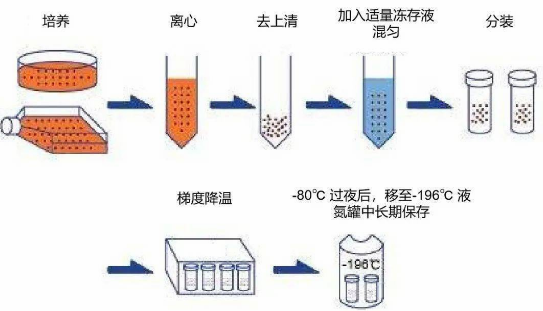 冷冻复苏存活率低？今天聊聊程序降温