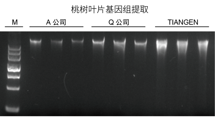 多糖多酚植物基因组DNA提取试剂盒（DP360）