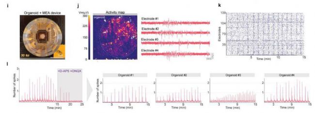 3Brain高分文献速递-类脑篇