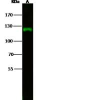 PIK3CG/PI3K Antibody, Rabbit PAb, Antigen Affinity Purified | PIK3CG/PI3K 兔多抗 (抗原亲和纯化)