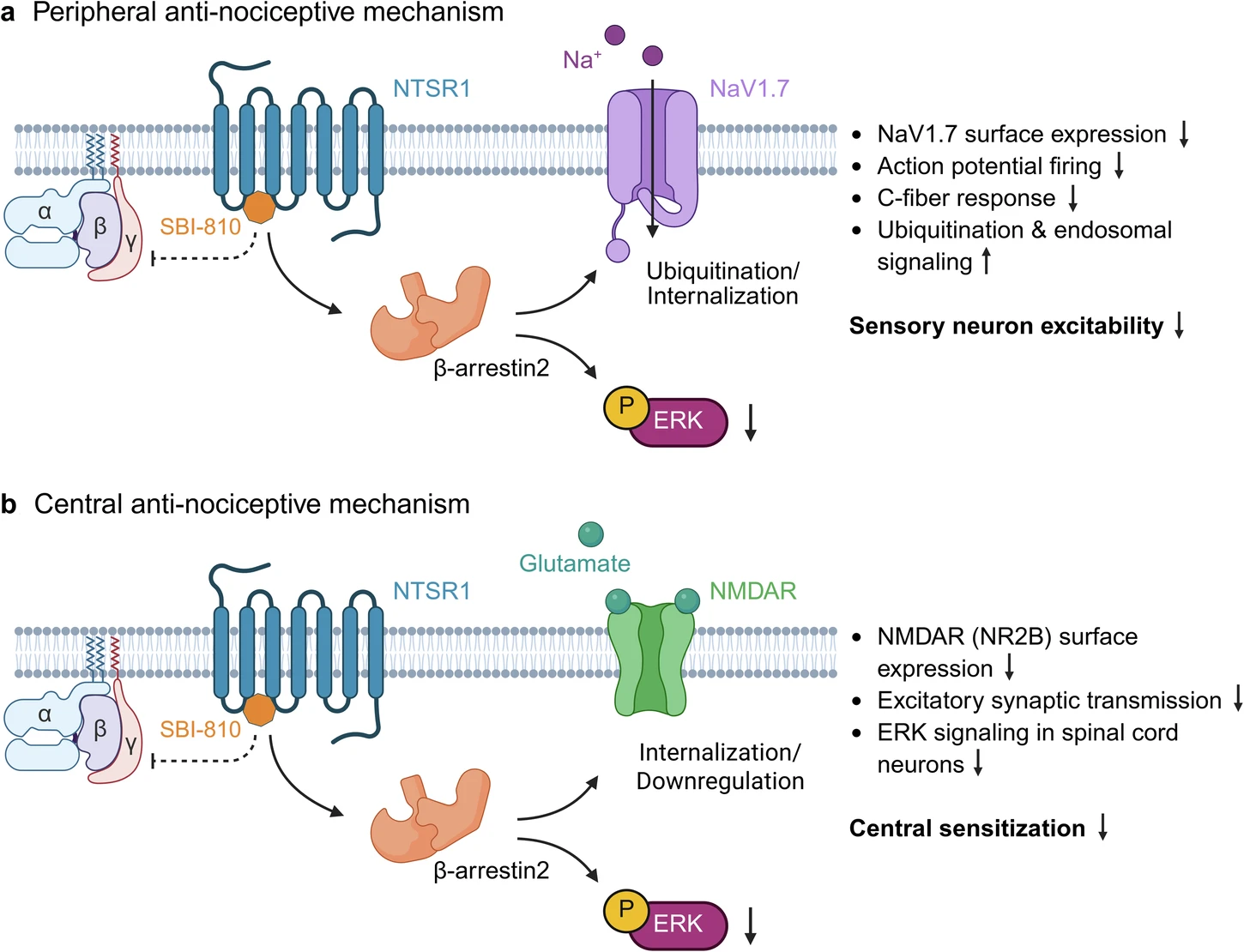 非啊片类镇痛新突破：靶向NTSR1的β-arrestin2偏向性变构调节剂
