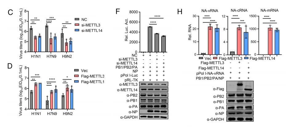 分子探针与表观遗传学研究好文分享：vRNA的N6-甲基腺苷通过促进vRNA与聚合酶蛋白的相互作用来促进甲型流感病毒的复制