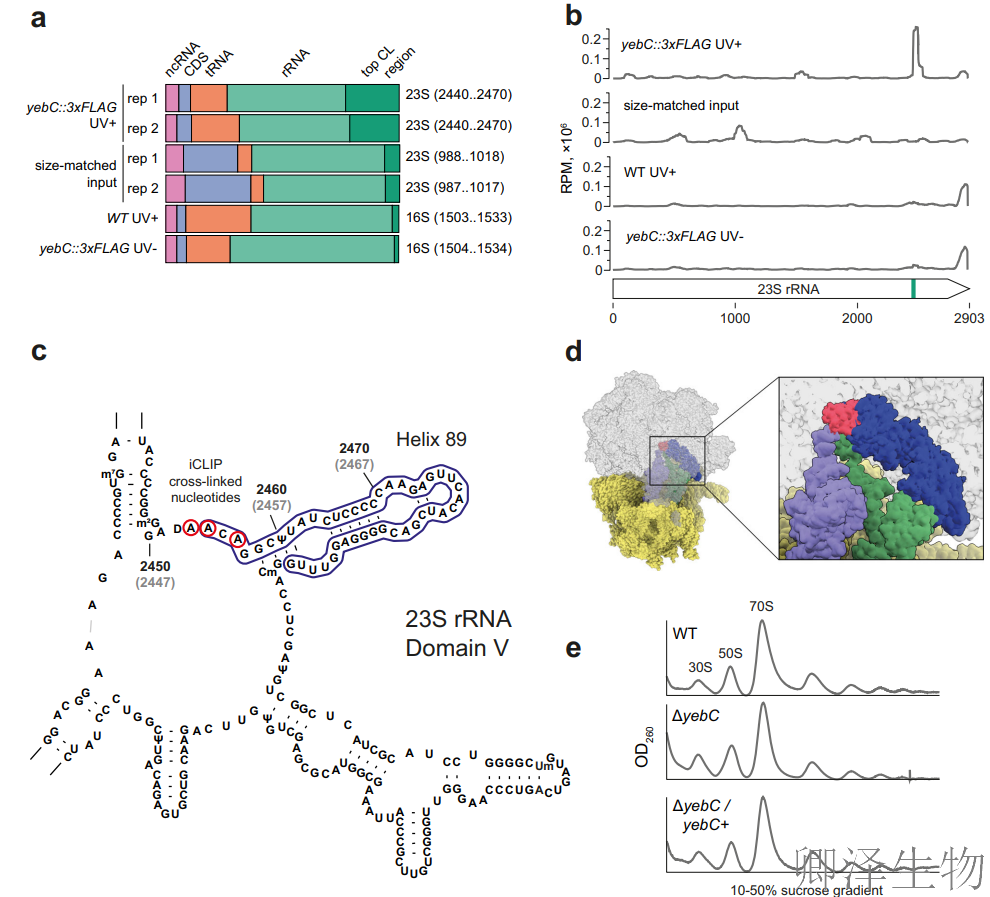 【RBP调控翻译】 | 细菌翻译“交通警”YebC：专治核糖体“脯氨酸拥堵”