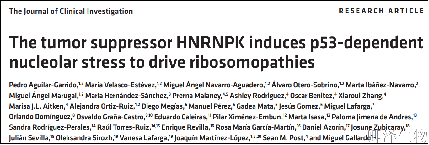 【核糖体疾病】 | 肿瘤抑制因子“黑化”记：过量HNRNPK如何引爆细胞核仁，诱发罕见血液病