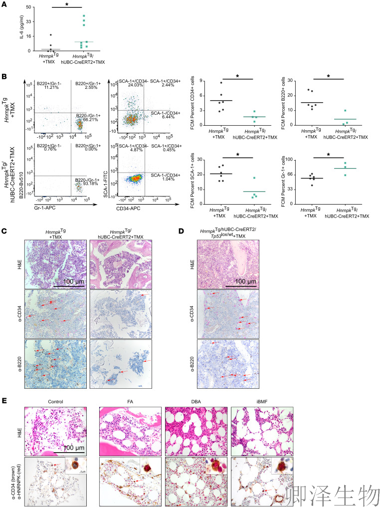【核糖体疾病】 | 肿瘤抑制因子“黑化”记：过量HNRNPK如何引爆细胞核仁，诱发罕见血液病