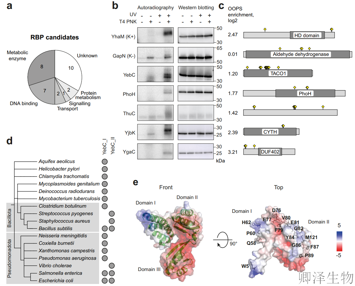 【RBP调控翻译】 | 细菌翻译“交通警”YebC：专治核糖体“脯氨酸拥堵”