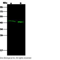 Actin 兔多抗 (抗原亲和纯化)