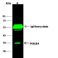 FOLR4 / Folate Receptor 4 兔多抗