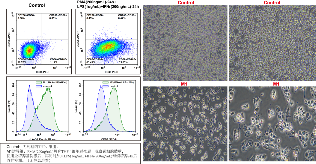 THP-1极化M1巨噬细胞检测结果