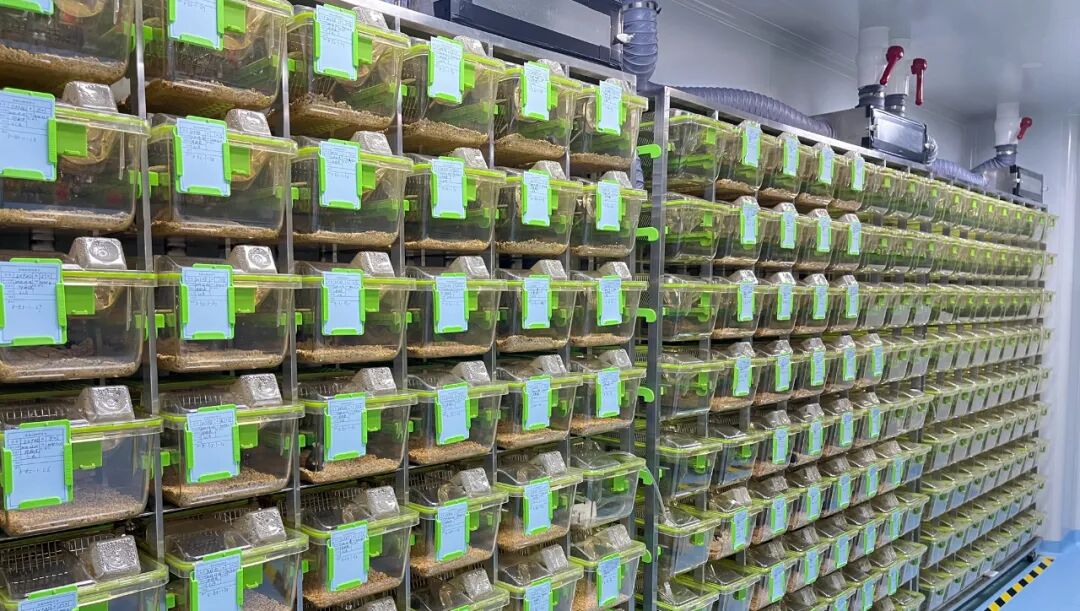 买的实验小鼠不让进SPF动物房怎么办？