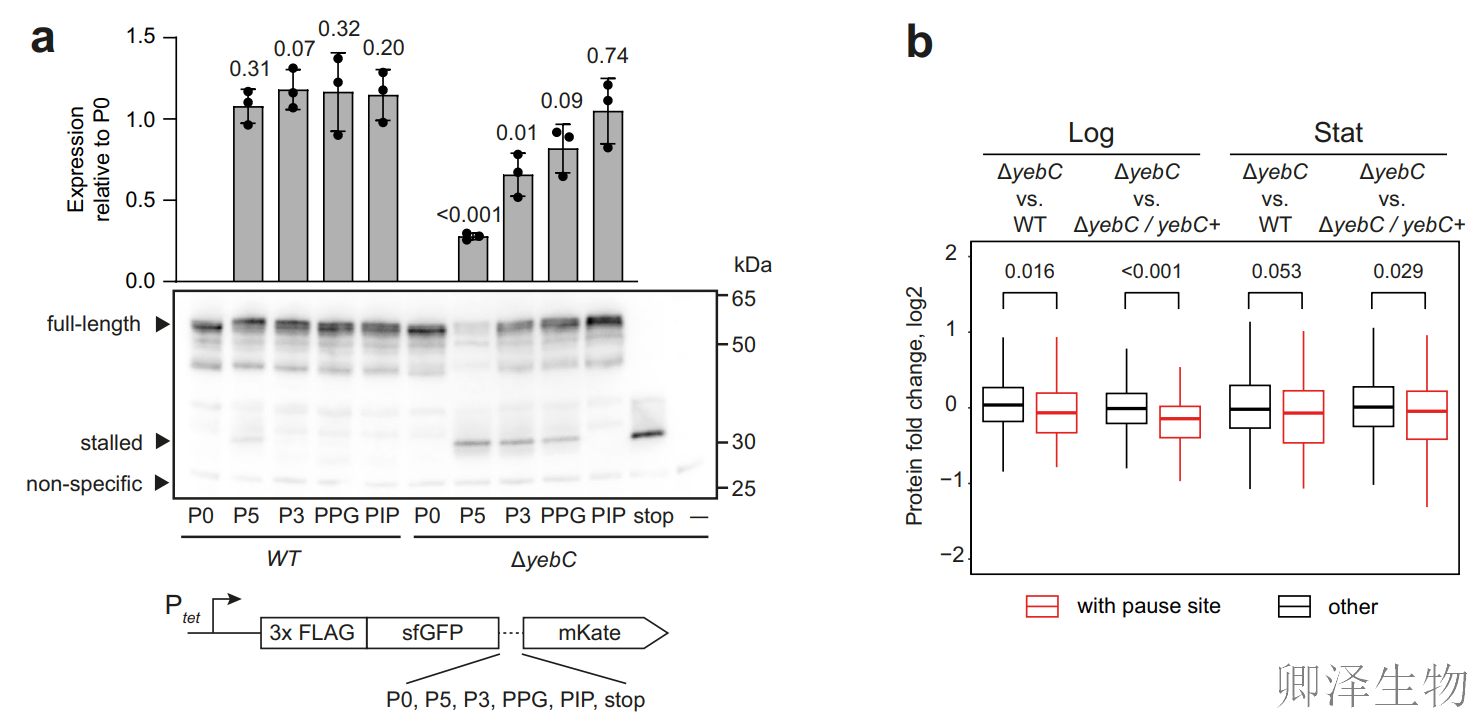 【RBP调控翻译】 | 细菌翻译“交通警”YebC：专治核糖体“脯氨酸拥堵”