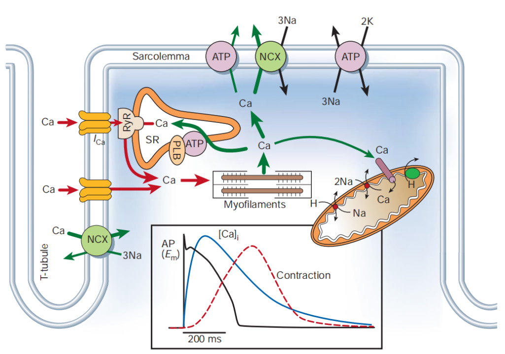 “撬动”肌浆网钙库：心肌细胞ka啡因实验Protocol全流程精解