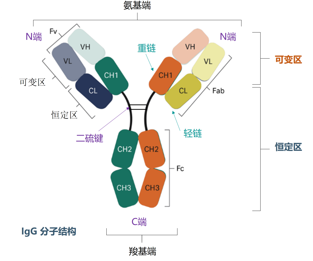 技术干货 | 双特异性抗体下游纯化技术浅析（下）