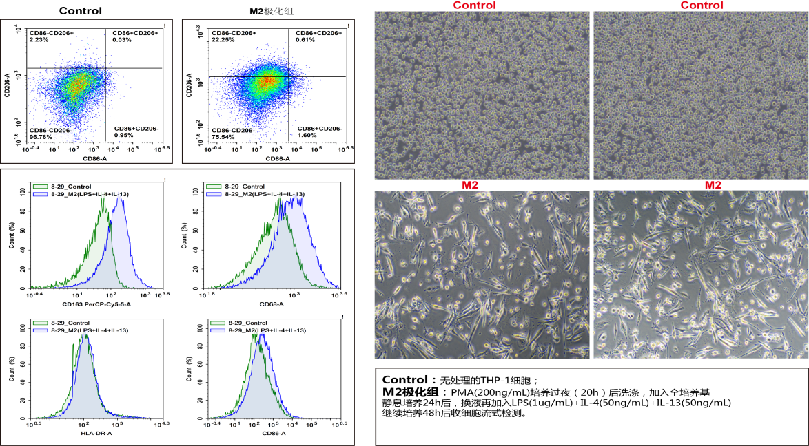 THP-1极化M2型巨噬细胞检测结果