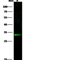 KLK6 / Kallikrein 6 / Neurosin 兔克隆抗体