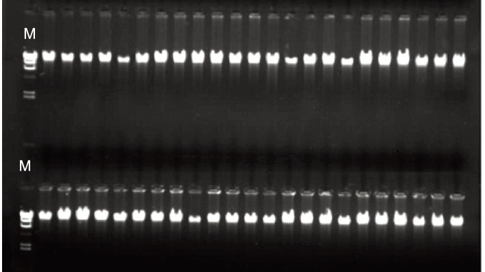 N96 血液基因组提取试剂盒 (DP314)