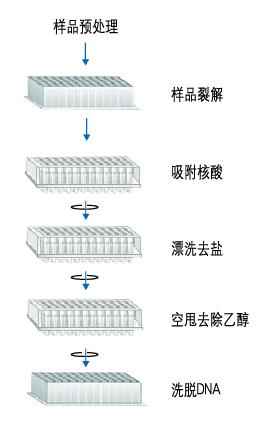 N96 血液基因组提取试剂盒 (DP314)