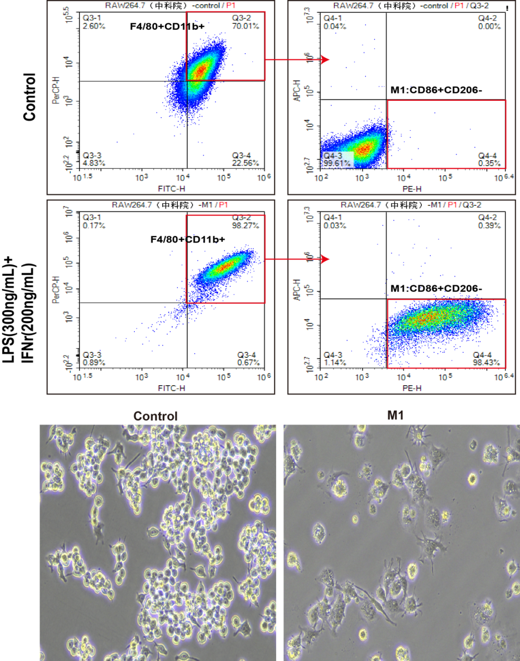 Raw264.7细胞极化M1后使用Raw264.7巨噬细胞极化培养和检测试剂盒检测并分析结果
