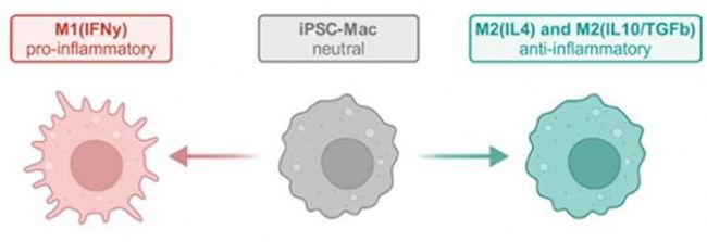 CERO 3D细胞培养仪,轻松搞定巨噬细胞标准化量产!