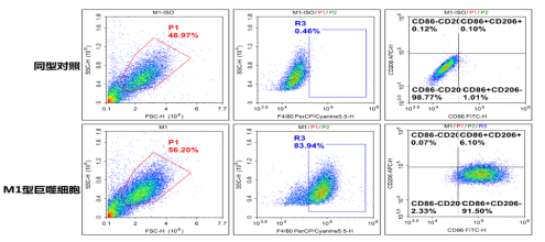 极化后M1巨噬细胞高表达F4/80和CD86