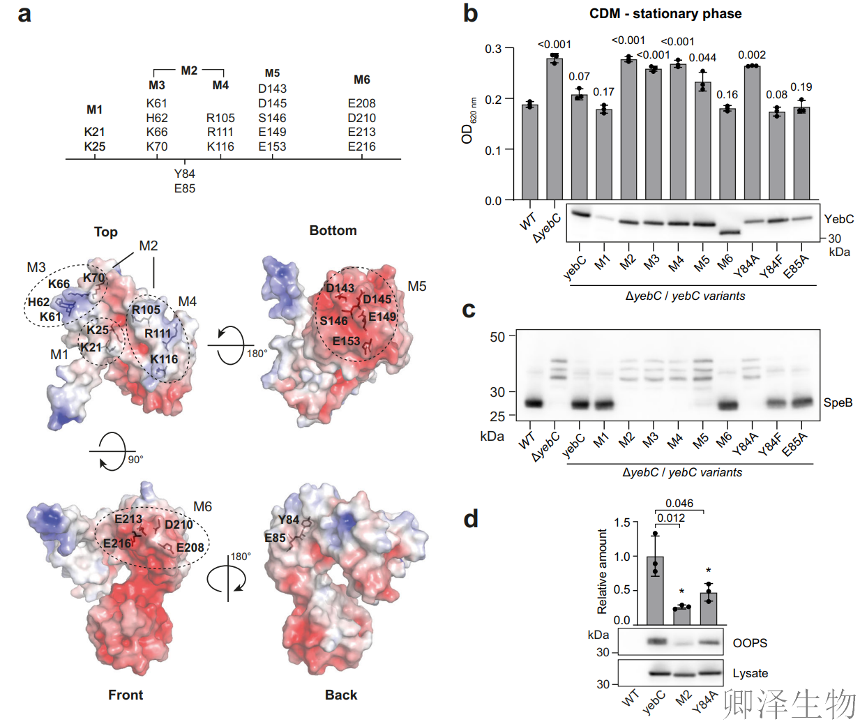 【RBP调控翻译】 | 细菌翻译“交通警”YebC：专治核糖体“脯氨酸拥堵”