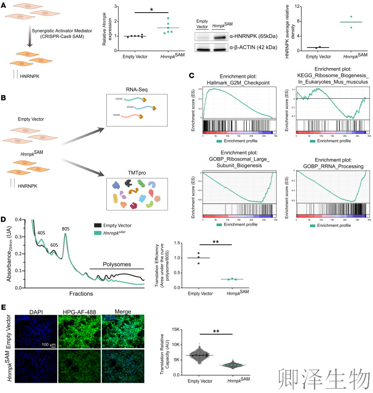 【核糖体疾病】 | 肿瘤抑制因子“黑化”记：过量HNRNPK如何引爆细胞核仁，诱发罕见血液病