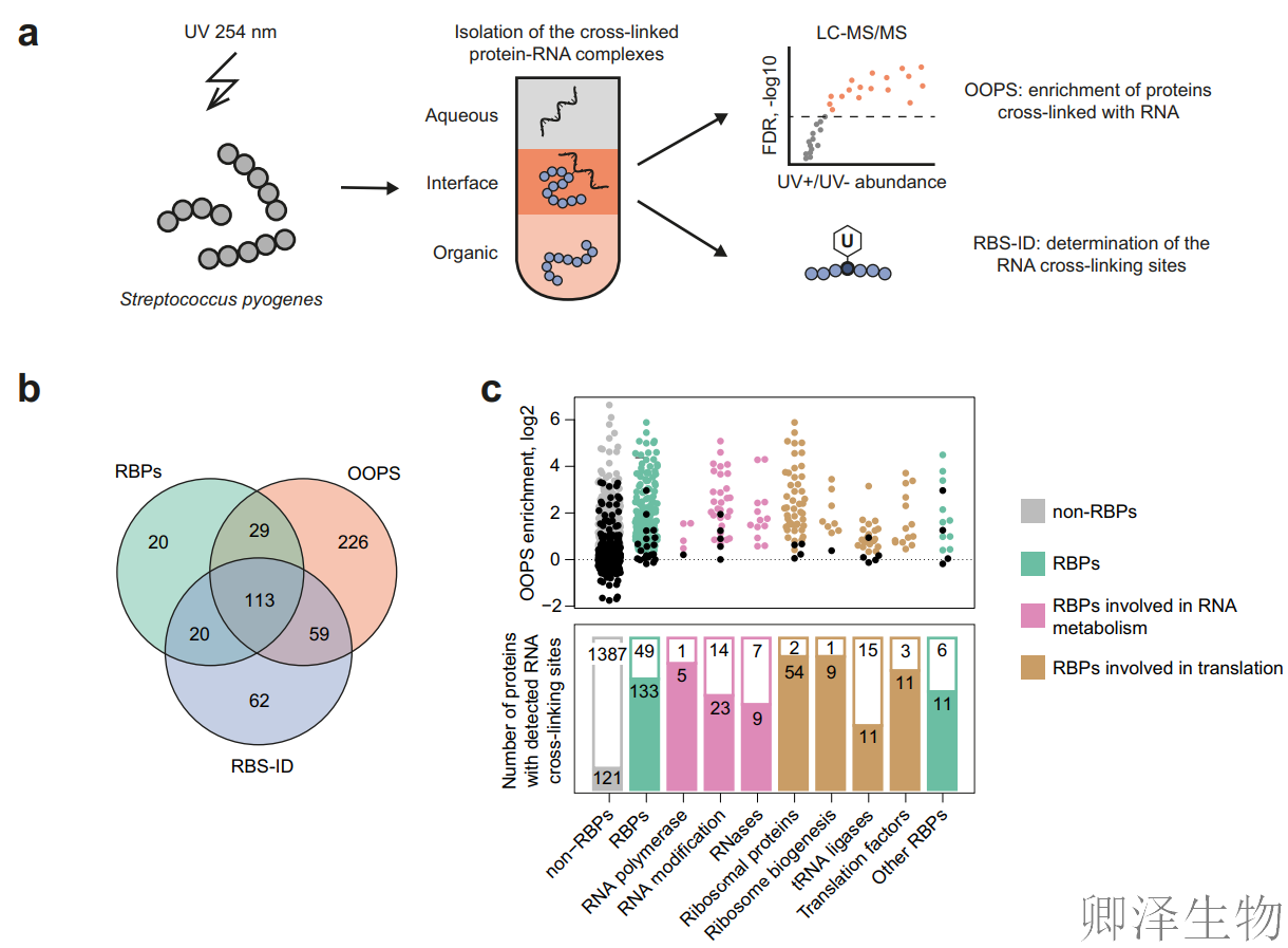 【RBP调控翻译】 | 细菌翻译“交通警”YebC：专治核糖体“脯氨酸拥堵”