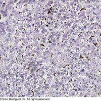 CD68 Antibody, Rabbit PAb, Antigen Affinity Purified | CD68 兔多抗 (抗原亲和纯化)