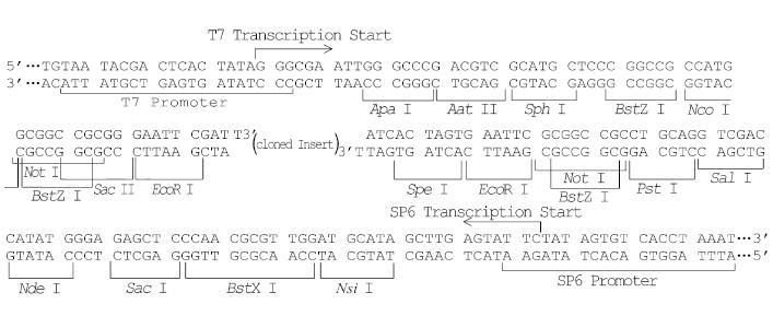 pGM-T平末端加A克隆试剂盒（VT402）